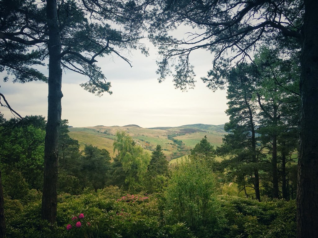 Woodland at beautiful Cragside in Northumberland #WalkingWithNature #TreesAndWellbeing 🌳#ThePhotoHour