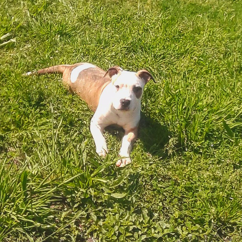 Mi pequeñita💞 #Kashy #Amstaff #5Meses