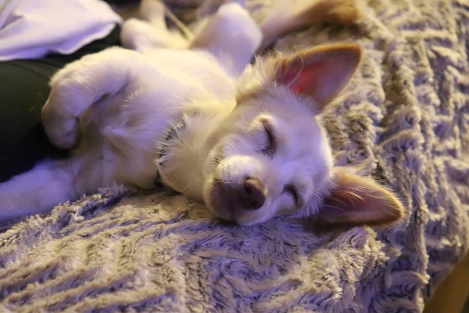 EricLOcchipinti's tweet photo. Welcoming a new member to the #family 

#puppylove #puppydog #RESCUE #rescuedog https://t.co/FFXqVe1ifk