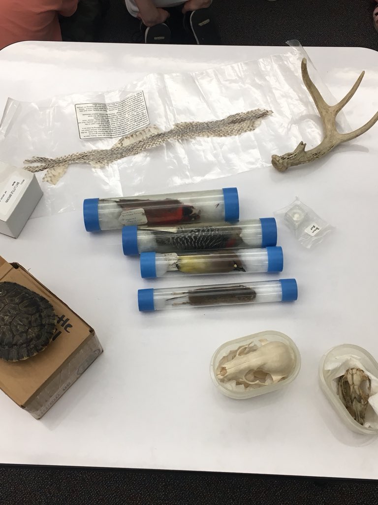 It’s wildlife day at Camp Simonis! We are really enjoying 3rd grade Camp Week!