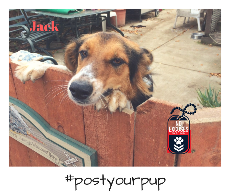 NoExcuses5K's tweet photo. Have a doggie devotion? #Postyourpup and we'll share him with the world. https://t.co/RqQ3qZEtUT