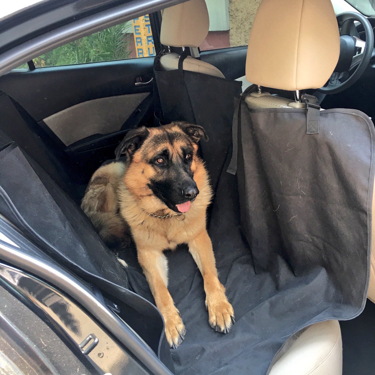Xavrazo's tweet photo. Rocko ya está listo para su paseo ... si tan solo supiera que lo llevaré a bañar 😈 https://t.co/IklDQkkKfO