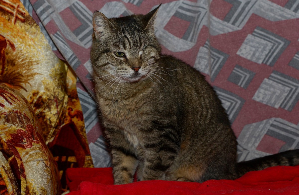 ChwkSafeHaven's tweet photo. #SafeHavenCats #TuesdayThanks from our #CatOfTheWeek Amy Sue to Victoria for her monthly #Sponsorship donation for Jerry & Sunshine. She had a lovely old cat named Sebastian who passed away a few years ago who looked exactly like Sunshine. She chose to sponsor #LongTimeResidents. https://t.co/jQG8rnpeEy