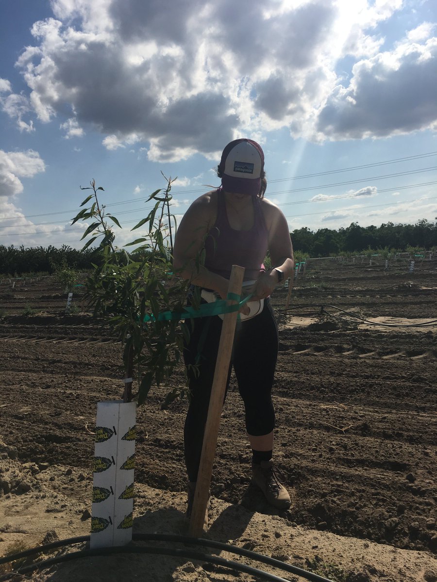 This is what happens when the Grad student comes home from Kansas for a 2 week vacation - help tie the baby almond trees!  No almonds in the Sunflower State!
