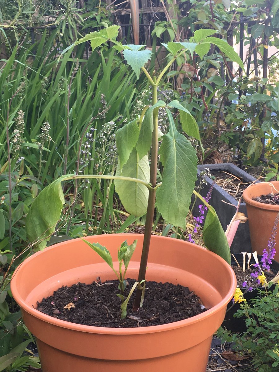kathrynhay's tweet image. Help, Twitter! One of my dahlias is looking very sad. I hardened it off last week and it’s been out for 2 days now but is drooping. I’ve made sure it has enough water &amp;amp; my other dahlia is fine. What’s wrong with it and what do I do? #dahlias #gardeninghelp