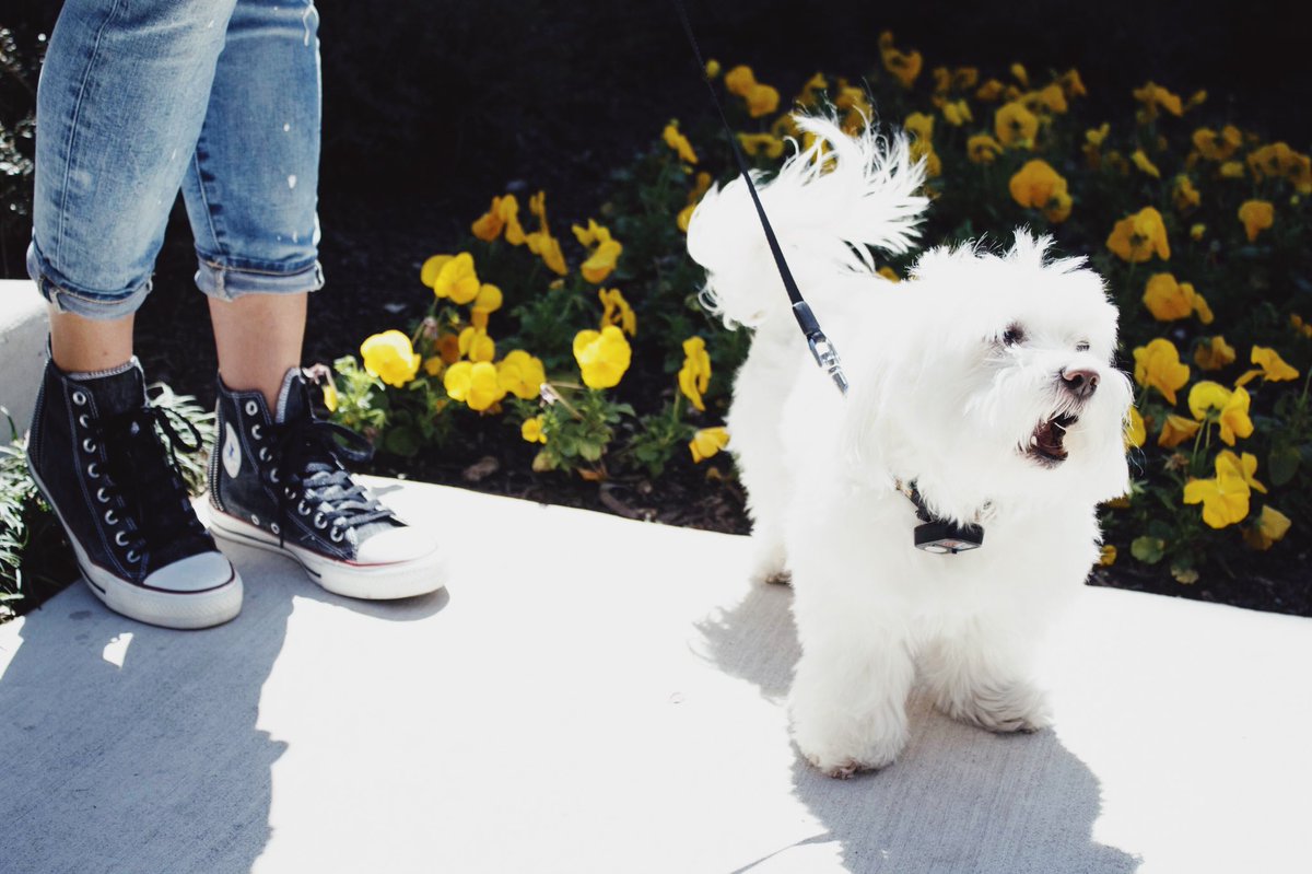 TOORTODAY's tweet photo. Do you use pet services like Wag or https://t.co/OVrqt2wtm6 which require access to your home? With TOOR, you can grant and monitor access directly from our app! 🐾 https://t.co/Zkr22QzBB6