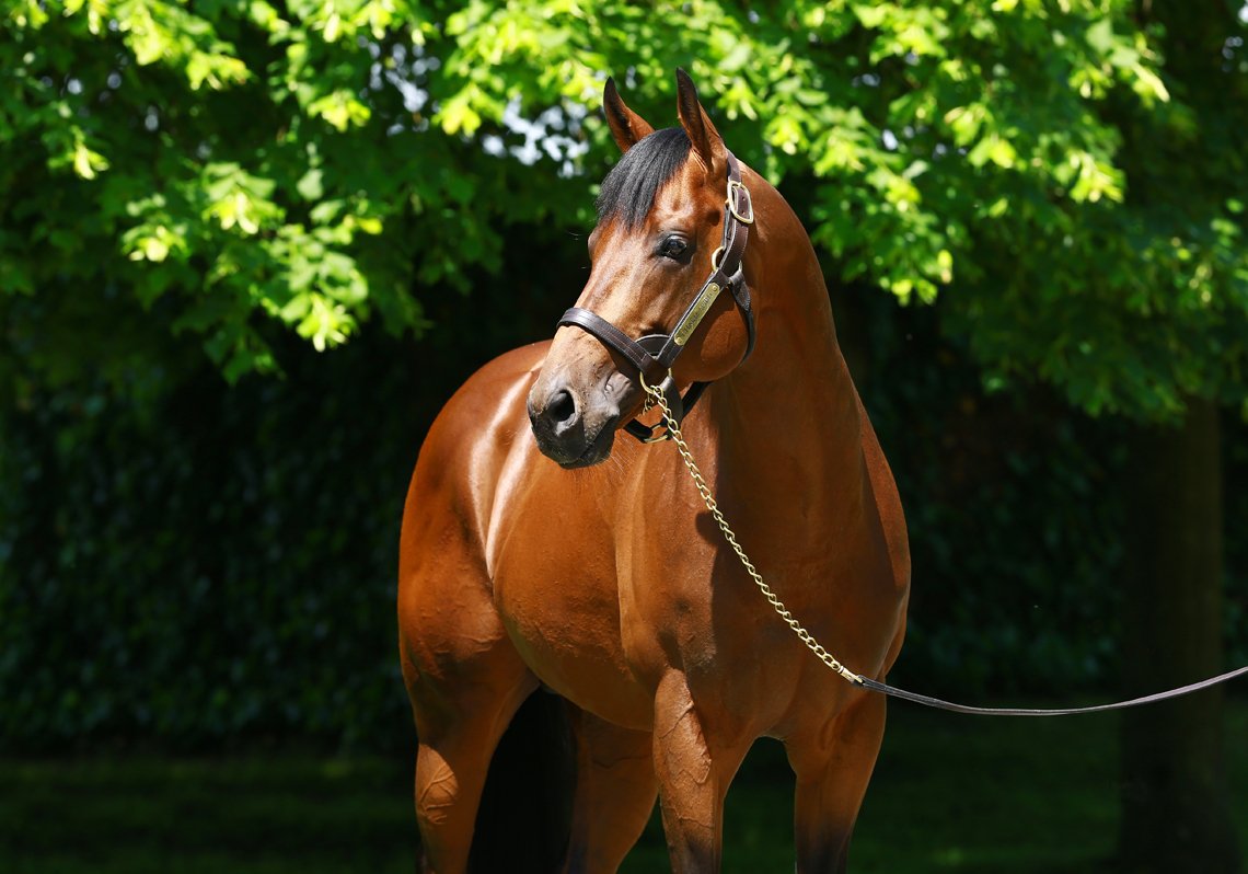 AgaKhanStuds's tweet photo. Hat-tricks for #CharmSpirit and #SeaTheStars. Read more about their respective progeny's successes here : https://t.co/VygjoUfYoZ. #Sireonfire #Sourceofwinners #SourceofStakeswinners https://t.co/I4IVoBKHoG