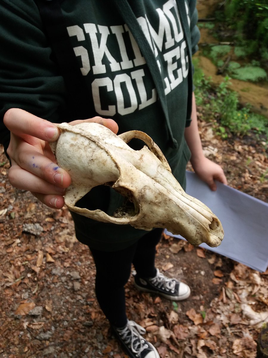 An interesting find during the forest walk for Outdoor Club today!