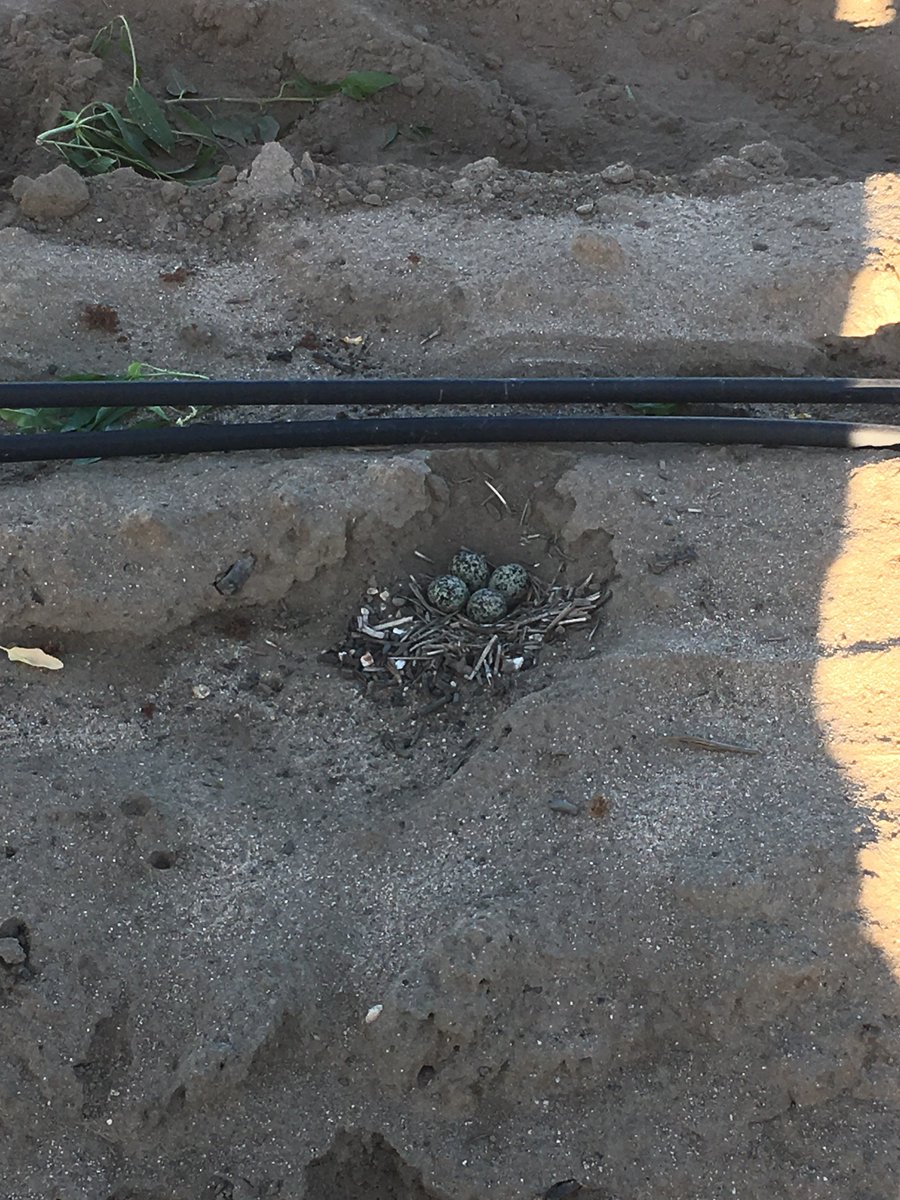 Protecting our little Kildeer friends.   Mom always does the 'broken wing dance' but we stay away as much as possible.