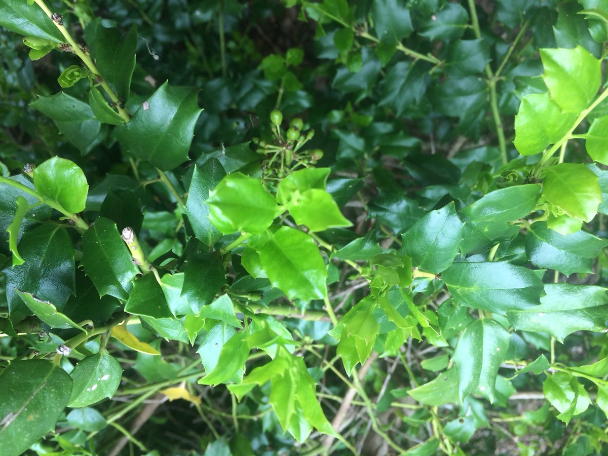 scienceonseven's tweet photo. #NGSS HS-LS4-1 MHS Biology students obtaining, evaluating, and communicating field data on American Holly for #projectBudBurst https://t.co/K06acSueXq https://t.co/iohHFoc88S