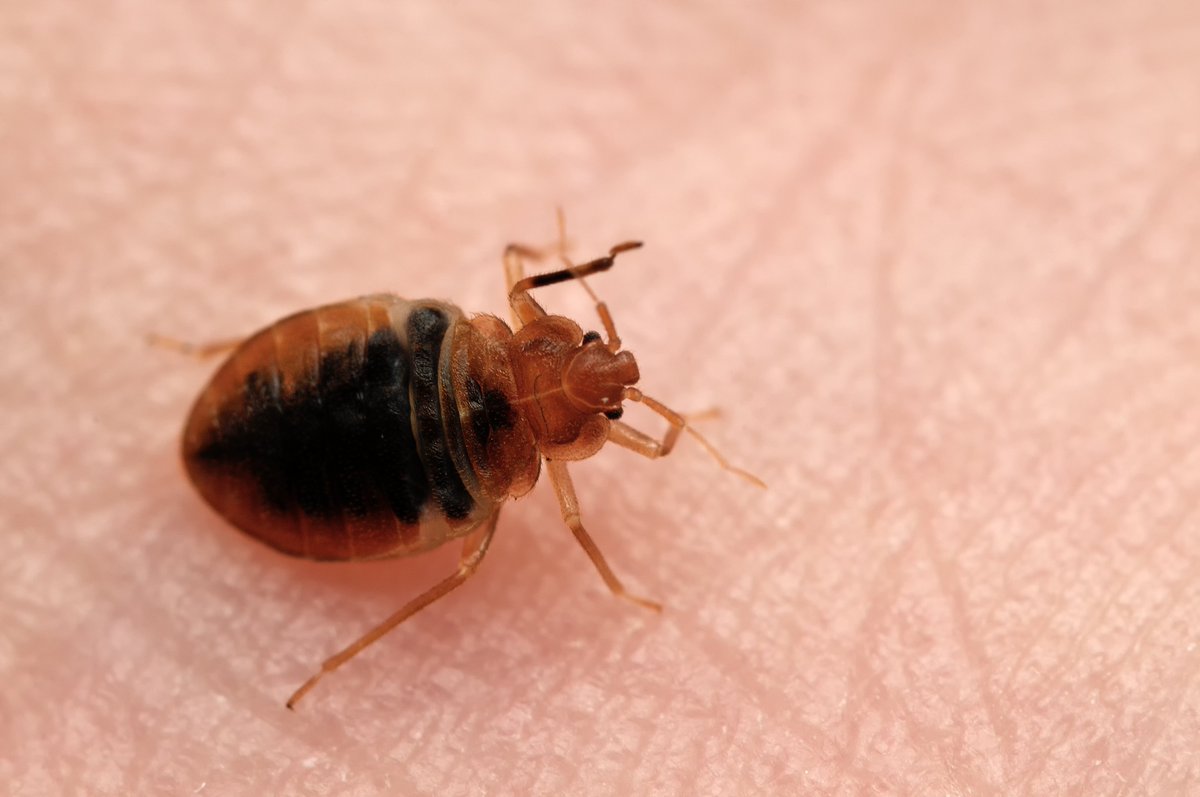 ThermalFlowTech's tweet image. Bed bug heat treatments are an environmentally safe alternative for users who may be averse to chemicals. Adult bed bugs can die within 5 minutes of exposure to heat at 120°F. Visit our website for more info on bed bugs. bit.ly/2rhCbYh #BedBugs #PestControl #Green