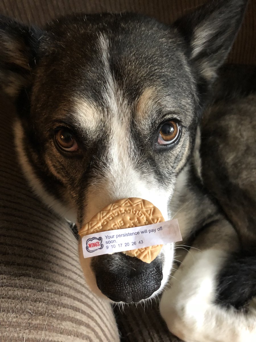GorbashTheMutt's tweet photo. My humans ordered takeout and got an extra cookie so they gave it to me and they thought the fortune was hilarious. I don’t get it. #dogsofttwitter #persistence #fortuneteller https://t.co/9bopGbt1hw