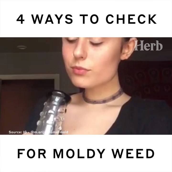 SeedTheWeed's tweet photo. Here's 4 ways you can spot mouldy weed. Best to avoid
https://t.co/spuOznvOOn

#stw #cannabisgonebad #mould #toptips https://t.co/hydgIYGTc4