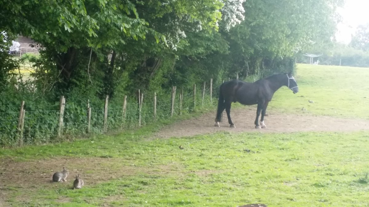 It's a sin less snooze afternoon here <a href="/fatofffiton/">fat-off-fit-on</a>. .lovely Charlie sleeps and his friends nibble the grass #healthy #fit #tasty #weightloss #results #fast <a href="/fatofffiton/">fat-off-fit-on</a>