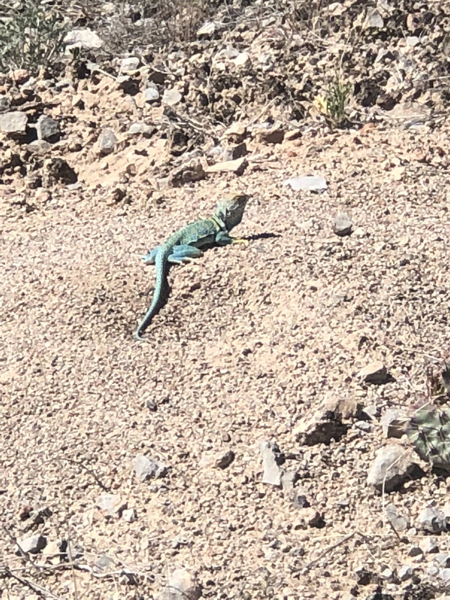 frontrangecprca's tweet photo. Cool #lizard on a #coworkers #hike in Colorado last week. If you are in #southerncalifornia or #Temecula DM me for #cprfirstaid #trainings @FrontRangeCPR @davidsfrcpr is an @AmericanHeartOC approved #vendor ! Get your cpr certification #Today !! check me outon #Instagram frcprca https://t.co/I6EwogJX0P