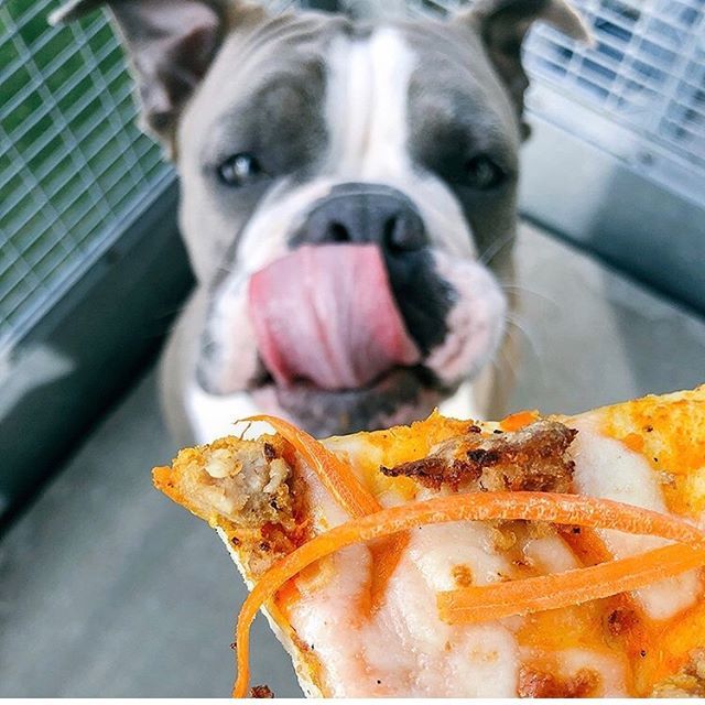 stanleysbarroom's tweet photo. Have you and your pup grabbed a pizza da pie yet?πΆππ€€
.
#FetchNE now open for business! M-F 5pm-10pm, get it on the paw-tio! Featured βza: puppy pizza!
πΈ: @lizbogart76 https://t.co/ChpWdW7tHX https://t.co/mZfG5hm77b
