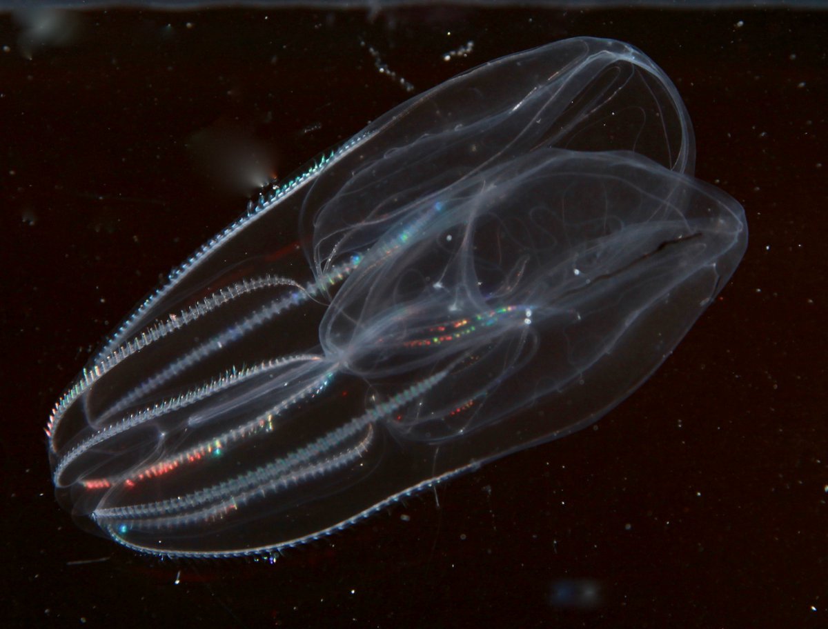 MBARI_News's tweet image. RT @punkrocksnails: Collaborating with @Wyaquarist at @MontereyAq on #popgen of #DEEPC ctenophores, Bolinopsis infundibulum @MBARI_News - pretty awesome Monday!!!