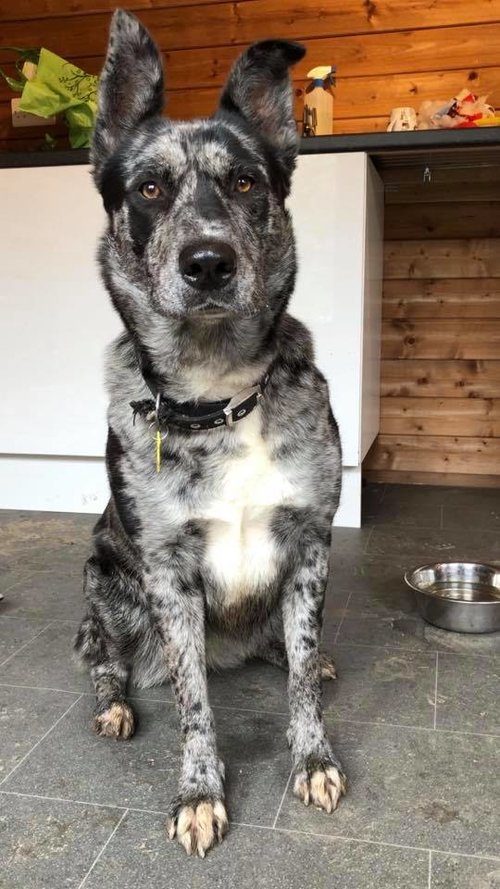Akeela 3 yr old female Collie cross, nervous girl adjusting to kennel life,  loves cuddles and treats,
 has issues which will be discussed with anyone interested in her, contact <a href="/Moorviewkennels/">Moorview Rescue</a> UK