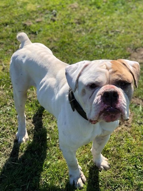 Arnold is a 5 yr old male American Bulldog who hasn't had a good life so far and has clearly
 been neglected, he seems fine with other dogs and loves treats, lovely boy with a gentle nature,
 adopt him from <a href="/Moorviewkennels/">Moorview Rescue</a> UK