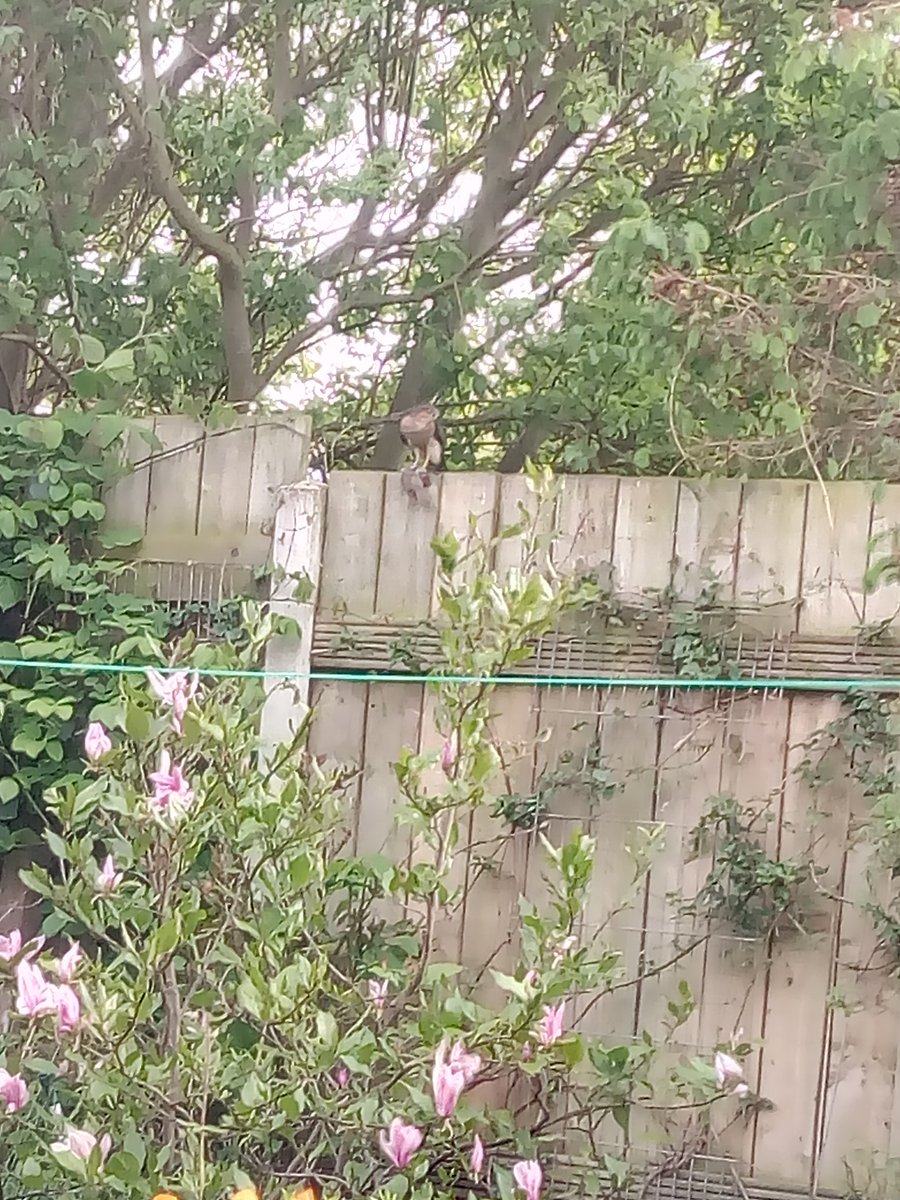 Sparrowhawk on our garden fence with its dinner.