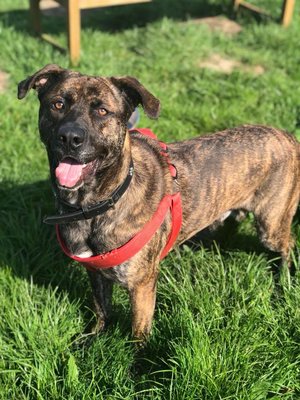 Roo 3 yr old male German Shepherd x Mastiff, came from the pound so no history,
 being assessed, adopt him from <a href="/Moorviewkennels/">Moorview Rescue</a> UK