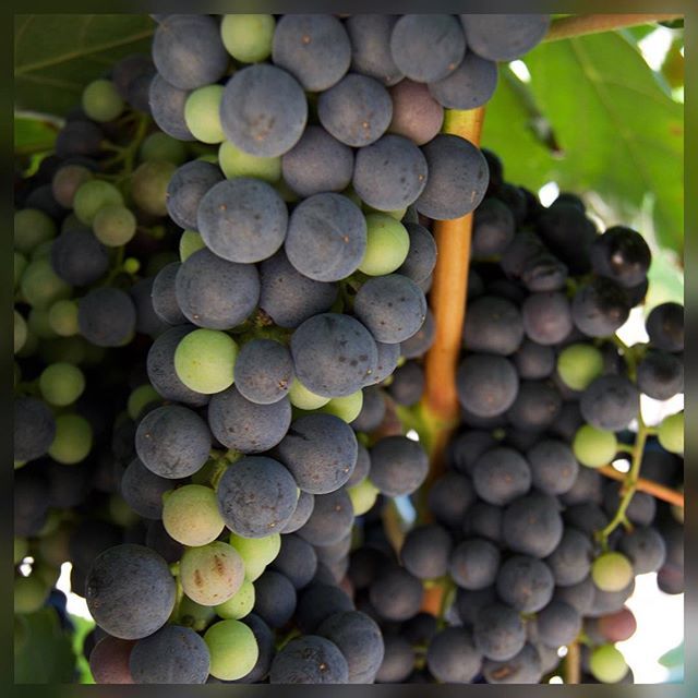 winevoo_'s tweet photo. pintor, douro... #smallproducersgreatwines #wineshop #evoo #evoo2018 @emporiogouveia #azeiteemporiogouveia #emporiogouveiablackbottle #evoopraemium #offthewall https://t.co/ewzZBh5Jcl https://t.co/GASsrVzyrW
