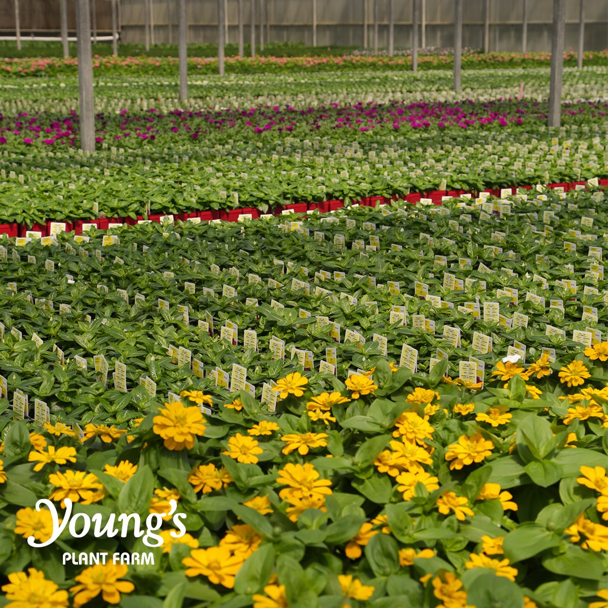 Our greenhouses are bursting with color ready to head to a #gardencenter near you! #YoungsPlantFarm