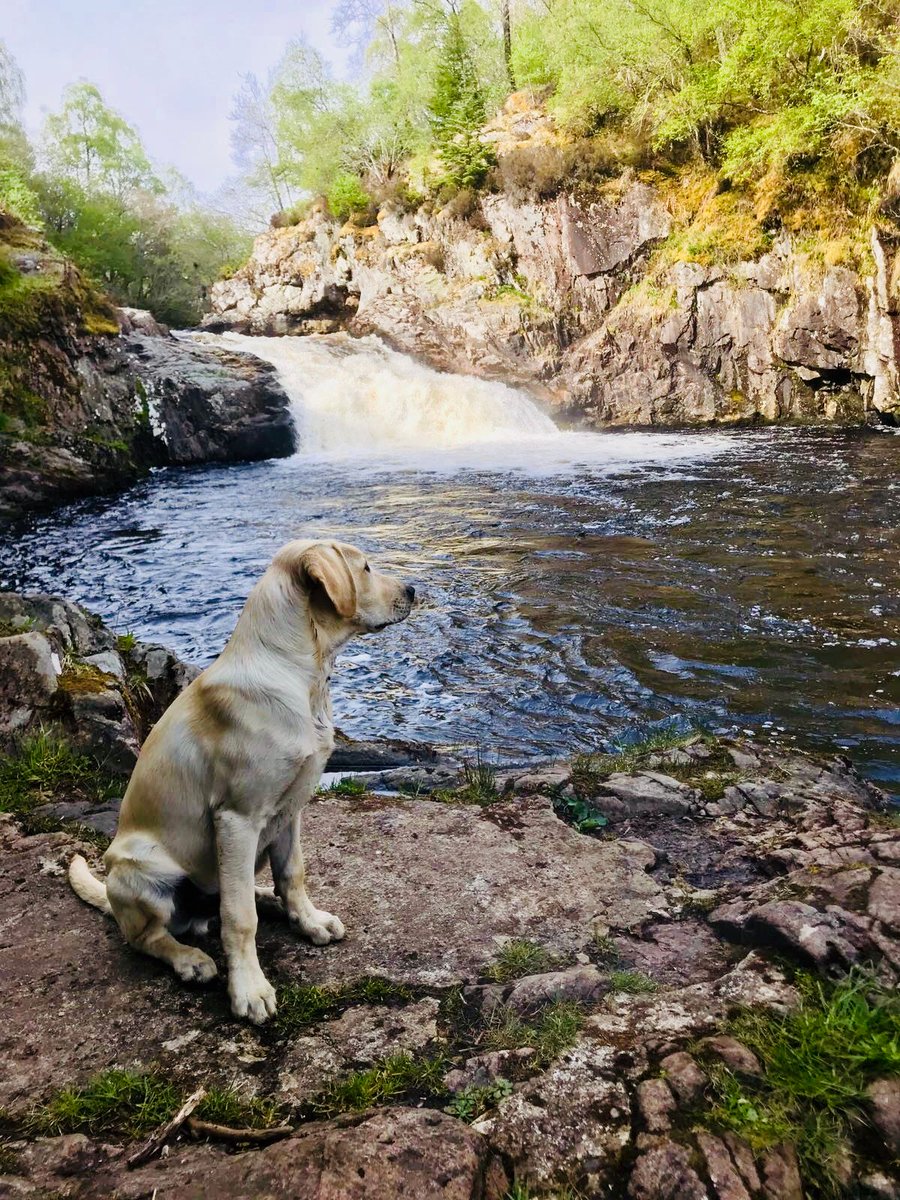 OssianAdventure's tweet image. Bruno looking for salmon at the Falls of Shin near Lairg. 

#ossianadventures #fallsofshin #salmonfishing #fishingscotland #labsofinstagram #labrador #gundogs #fishscotland #dayontheriver #gonefishing #summerdays