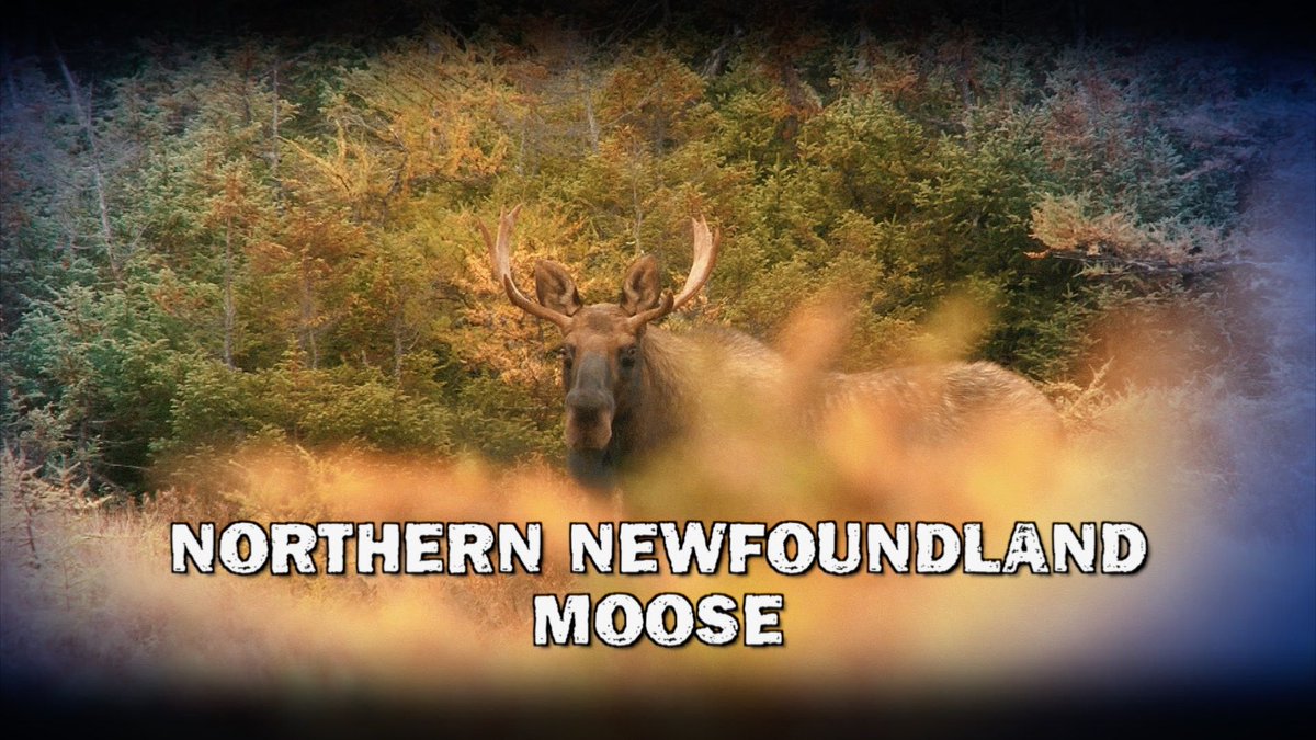 Incredible moose encounters! Canada in the Rough w/ the <a href="/BeasleyBros/">Canada in the Rough</a>  9:30pm ET TONIGHT bit.ly/2IY8Blq
