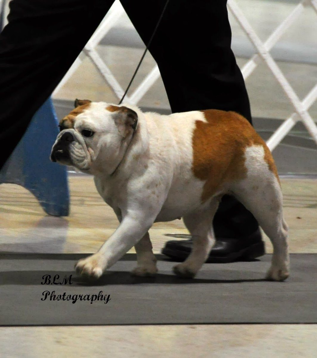 thatsabulldog's tweet photo. Just another day at the dog show for Miss Rumor.  Multiple Group Winning GCH Scott’s Thatsa Rumor Has It

#showdogs #showdoglife  #showdogsofinstagram #Bulldog  #bulldoglove #bulldoglife #bulldogsofig #bulldogram #bulldogsofinsta #akcpurebredpreservationbreeder #ThatsaBulldog https://t.co/hZyn7BfqhD