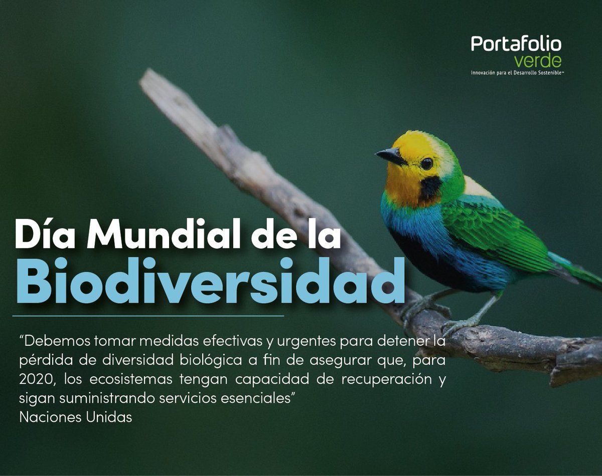 PortafolioVerde's tweet photo. ¡Hoy celebramos el Día Mundial de la Biodiversidad! Aseguremos la sostenibilidad de todas las formas de vida #DiaMundialBiodiversidad #BiodiversityDay #Biodiversity25Years https://t.co/sH0Rtlqcfy