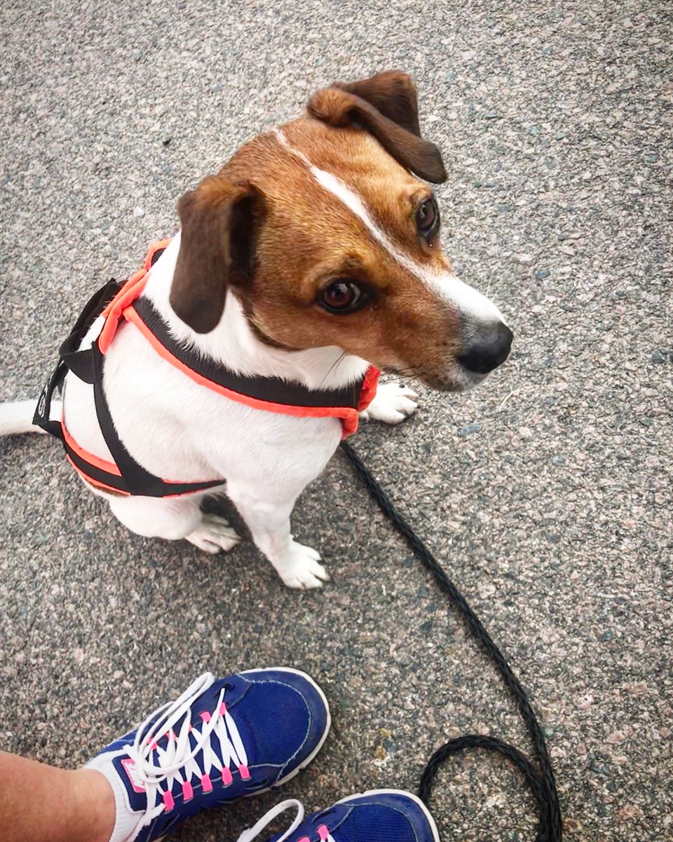 norrenge's tweet photo. I helgen startade uppladdningen mot Kalmar Mini Tri på riktigt. Å idag 5km med bästa träningssällskapet #kalmarminitri2018 https://t.co/6OKAhTtgOo