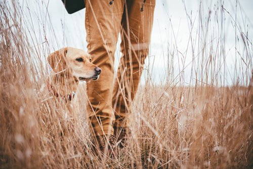 Handgun_Safety's tweet photo. We all know how jumpy dogs can be when they are first let loose. Don't make the same mistake this hunter made. 
https://t.co/O2Mop68YoR https://t.co/FvoGAWjAxY