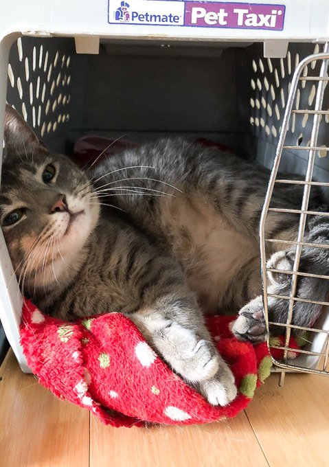 Couldn&rsquo;t find my cat and I look in his little cat cage and see this 😍😍😍 how can people hate cate look<a href="/tag/imreadyyyyyyyyy"class="tags"><span>#imreadyyyyyyyyy</span></a>