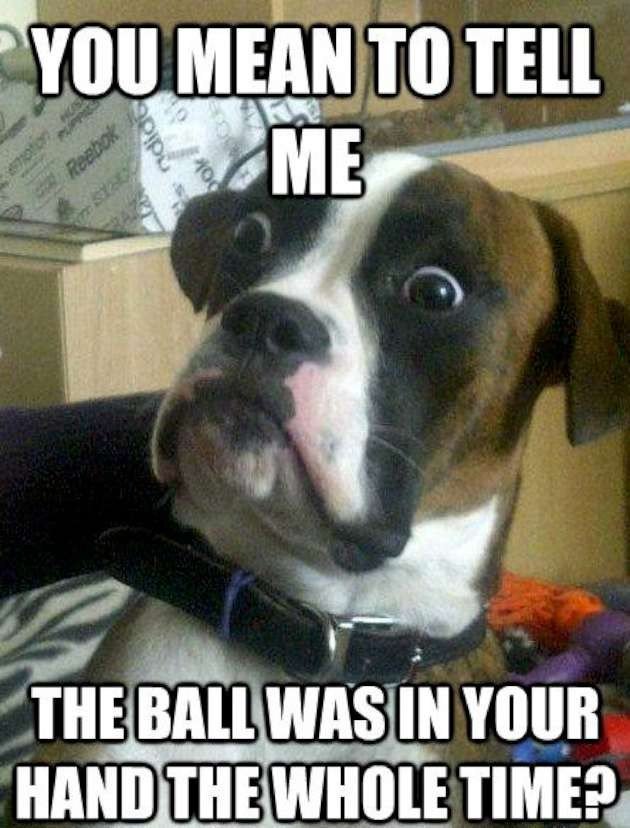 FluffiesPets's tweet photo. 😂😂😂

#dogsoftwitter https://t.co/p0pbqrDOzQ