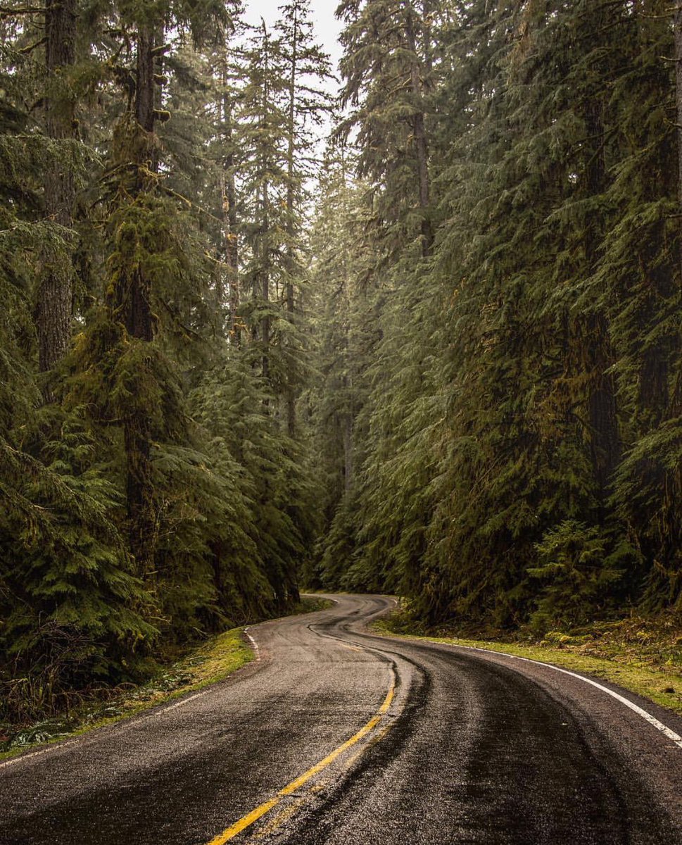 oly_adventures's tweet photo. Two roads diverged in a wood and I, I took the one less traveled by, and that has made all the difference. - Robert Frost 
#olyadventures #olympicnationalpark #PNW #evergreen #wanderlust #travel #hiking #outdoors #exploring #theroadlesstraveled #sightseeing https://t.co/DN0MaYLgAx