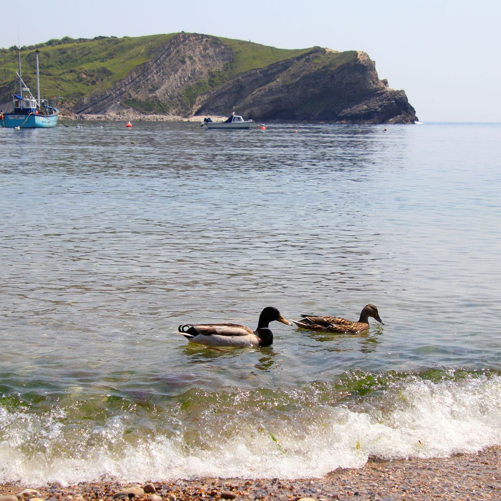 AnneTrader's tweet photo. It maybe quite common but it is the first time I have ever seen it. Ducks on the lake or a pond is typical and to be expected.
We were at the beach having an ice cream when two #ducks happily swam up towards the beach from the direction of the sea. #ducksonthesea https://t.co/r5l0frXs8x