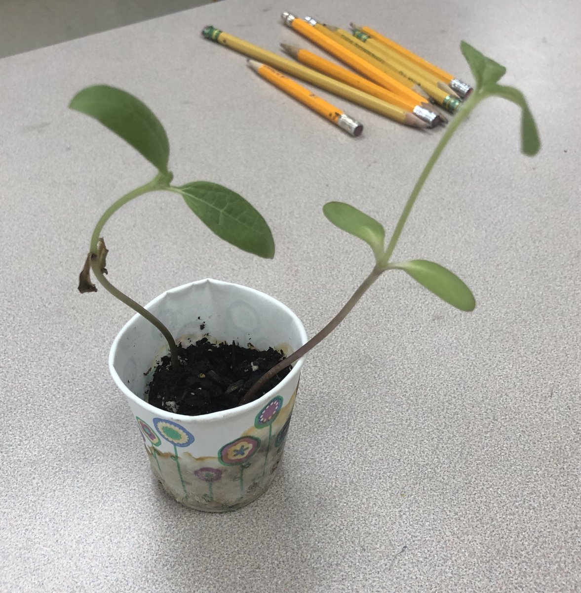 CLaurens5's tweet photo. @PowellesPLAY ❤️ the ‘seeds of potential’ growing around here! #positiveintent @ConsciousD https://t.co/ygElzbgqHh
