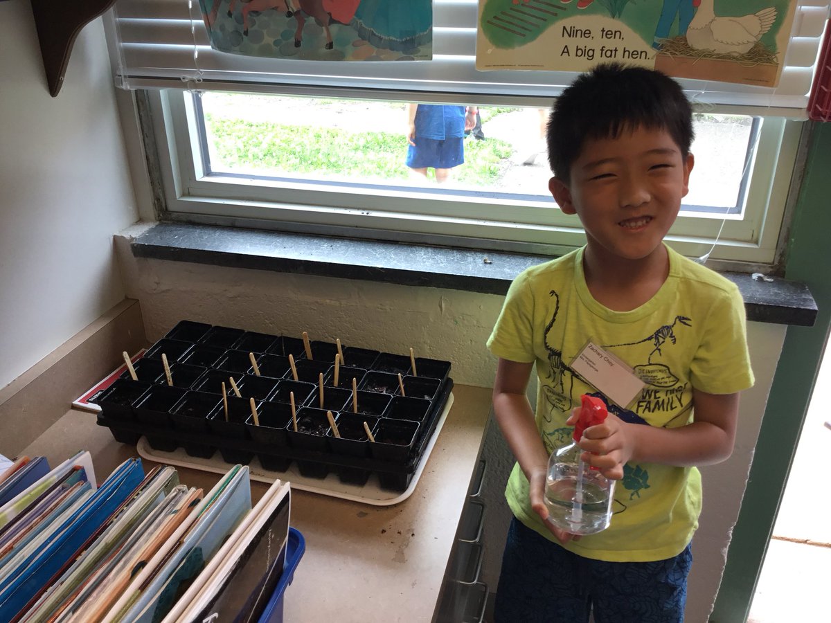 SlavinTeach's tweet image. Check out our @OakridgeKinder plants-to-be! Our learners explored the plant life cycle in science, planted seeds in #CUBEProgram, will water them with the irrigation systems we design in @OakridgeMosaic, &amp;amp; measure. #BeanRaces @APSMath @APSscience