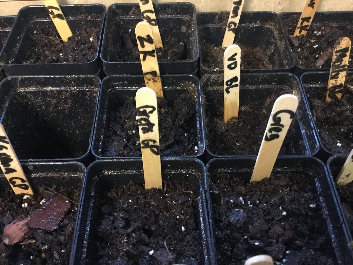 SlavinTeach's tweet image. Check out our @OakridgeKinder plants-to-be! Our learners explored the plant life cycle in science, planted seeds in #CUBEProgram, will water them with the irrigation systems we design in @OakridgeMosaic, &amp;amp; measure. #BeanRaces @APSMath @APSscience