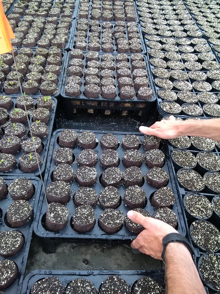 amahort's tweet photo. If we want #healthytrees, we have to #propagate better #trees. RootSmart™ prevents a big problem - #rootgirdling - when it counts. https://t.co/YWsvMn8zG0 https://t.co/PaDCezkOcv