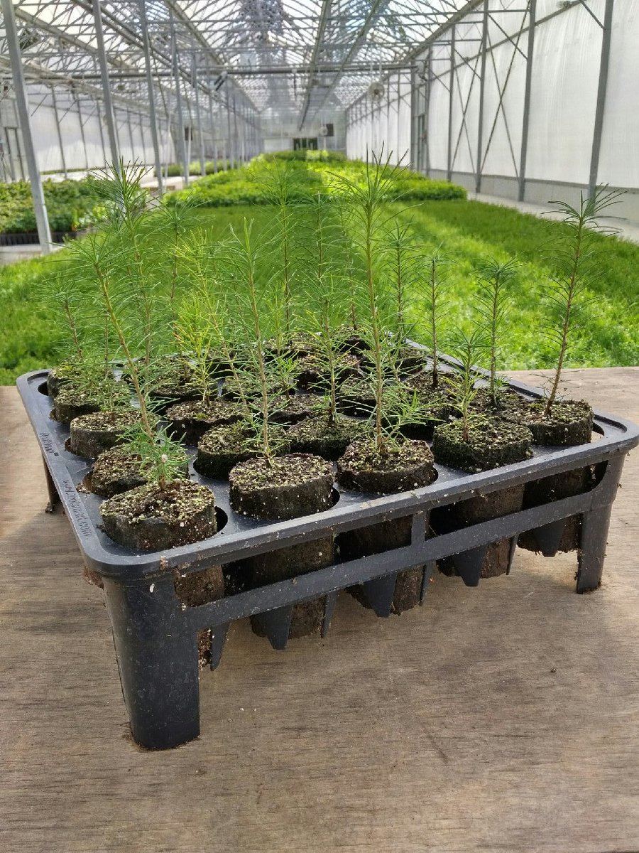 amahort's tweet photo. If we want #healthytrees, we have to #propagate better #trees. RootSmart™ prevents a big problem - #rootgirdling - when it counts. https://t.co/YWsvMn8zG0 https://t.co/PaDCezkOcv