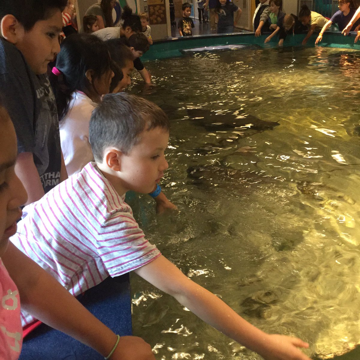 dave_celli's tweet photo. Third graders enjoying a fun day at the aquarium@violaachieves https://t.co/LIVCcqO9od