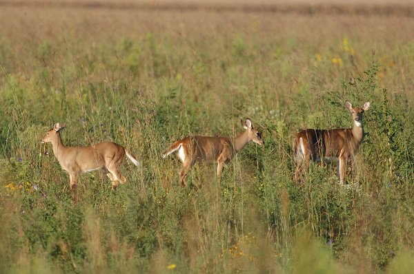 OhioDivWildlife's tweet photo. Turn In a Poacher (TIP) Success Story. Last December, the TIP line received a complaint of numerous white-tailed deer found dead in Union County, and 2 men were charged: https://t.co/SPVPB3GcFW #huntohio #ohwildjustice #poachers #turninapoacher #TIPhotline https://t.co/dlxOtJgp3T
