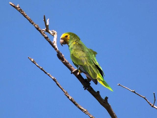 TierraVivaVzla's tweet photo. La Cotorra margariteña se encuentra en peligro de extinción #SomosBiodiversidad @ElArcaCriolla https://t.co/Dc0TC8SfmJ