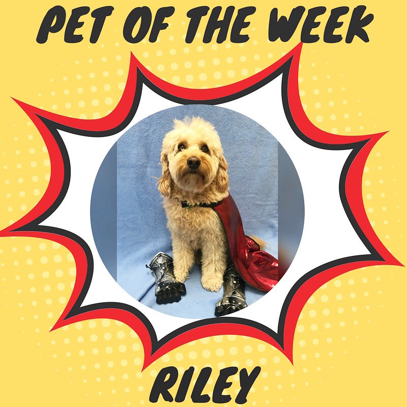 PPRJIA's tweet image. Our super pet of the week is Riley! 🐾🏅 She has mastered the power of kindness, which she uses daily with her friends here in Paradise 🏖 Her personality and pure heart are what set her apart from traditional superdogs! Congrats Riley!
#petoftheweek #mypetparadise #petboarding