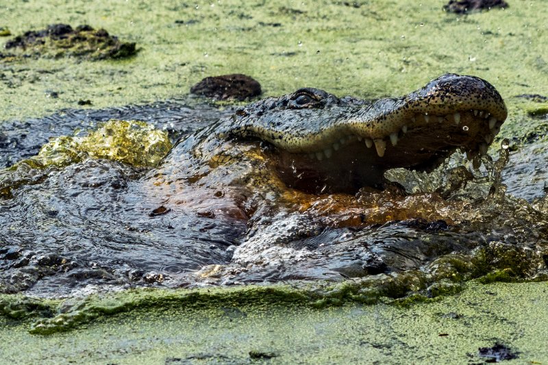 MeadowsC4Water's tweet image. New in Texas+Water: Q&amp;amp;A with Peter Lake from @twdb, upcoming #txwater events and much more: bit.ly/TexasPlusWater2. Join over 7,000 subscribers today and have Texas+Water delivered to your inbox every other month for free! mailchi.mp/txstate/texas-… #MC4Water