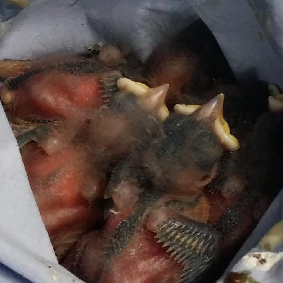 melthamwildlife's tweet photo. We have acquired quite a lot baby robins at the moment!

#birds #robins #babyanimals #wildliferescue #rescueandrelease https://t.co/LTGehVJ7Ee
