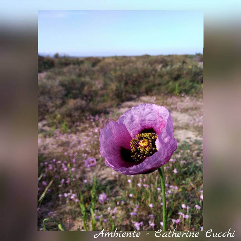 Ambiente_anim's tweet photo. Émerveiller pour mieux protéger 

#patrimoine #nature #landscape #corse #tourisme #ricanto #ajaccio #picoftheday #flore #Voyage #Beauté #Flower #FlowerPower #Beach #Sand 

"Au détour d'une balade, partez à la découverte du patrimoine naturel et culturel insulaire" https://t.co/x1OQtK9DDO