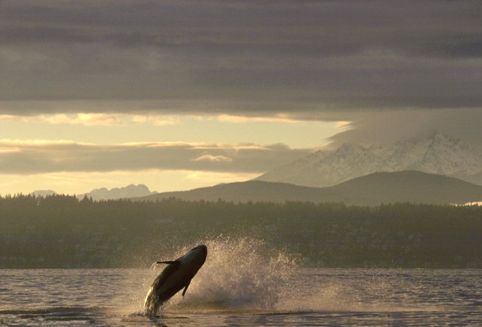 Conserve_WA's tweet photo. Puget Sound can't speak for itself; it needs our strong voices. Follow along this week as we advocate for our iconic orca, salmon, farmland and the cities and towns in which we live! https://t.co/MAu3MwTdhv #SaveAmericasSound #SaveOurSound https://t.co/4ZDrDKjfbX